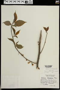 Halesia carolina image