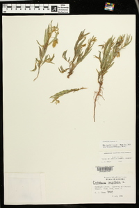 Crotalaria sagittalis image