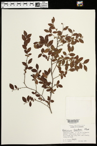 Vaccinium fuscatum image