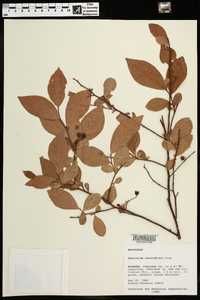 Vaccinium constablaei image