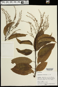 Oxydendrum arboreum image