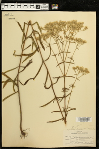 Eupatorium leucolepis image