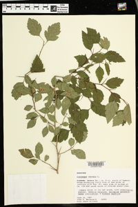 Crataegus viridis image