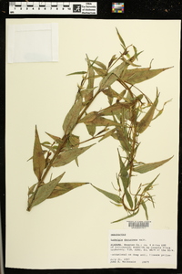 Ludwigia decurrens image