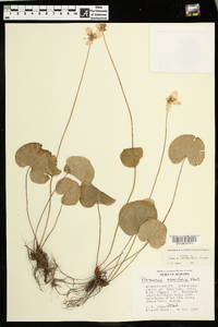 Parnassia asarifolia image