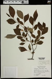 Styrax americanus image