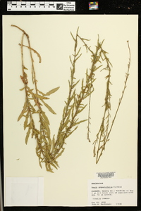 Oenothera simulans image