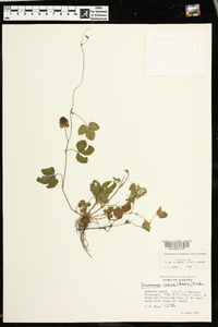 Potentilla indica image