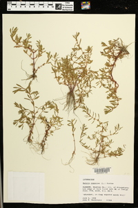 Rotala ramosior image