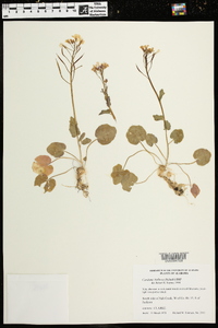 Cardamine bulbosa image