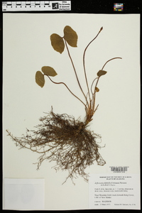 Jeffersonia diphylla image