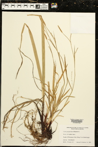 Carex purpurifera image