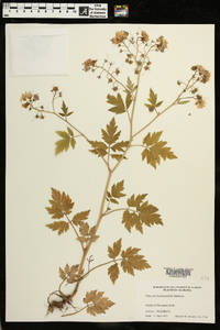 Phacelia bipinnatifida image