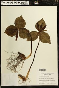 Trillium cuneatum image