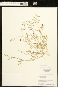 Vicia caroliniana image