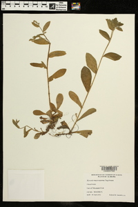 Myosotis macrosperma image