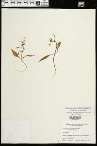 Claytonia caroliniana image