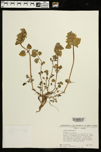 Lamium purpureum image