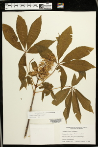 Aesculus glabra image