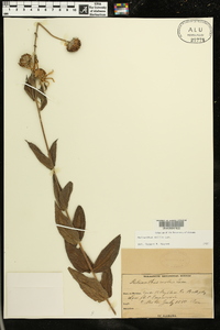 Helianthus mollis image