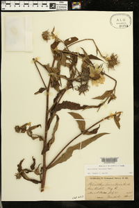 Helianthus resinosus image