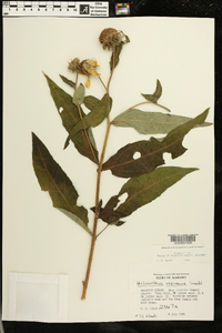 Helianthus resinosus image