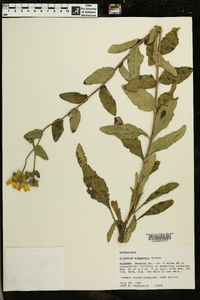 Silphium simpsonii image