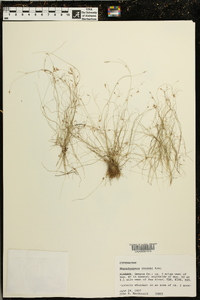 Rhynchospora thornei image