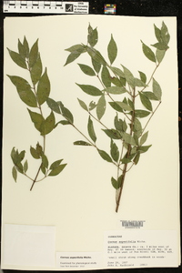 Cornus asperifolia image