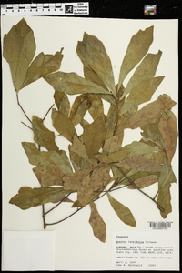 Quercus laurifolia image