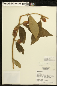 Drymonia serrulata image