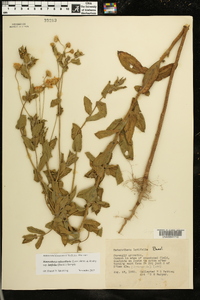 Heterotheca subaxillaris subsp. latifolia image