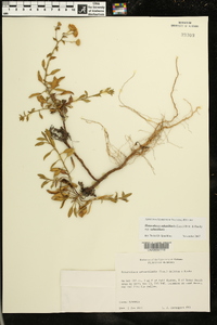 Heterotheca subaxillaris subsp. subaxillaris image