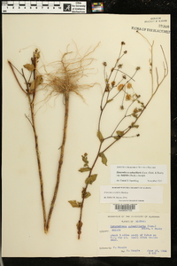 Heterotheca subaxillaris subsp. latifolia image