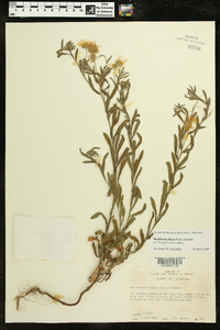 Bradburia pilosa image