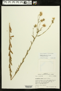 Bradburia pilosa image