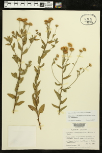 Heterotheca subaxillaris subsp. subaxillaris image