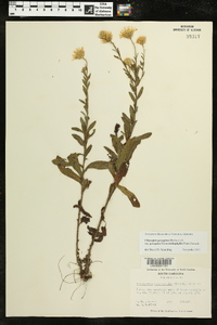 Chrysopsis gossypina subsp. gossypina image