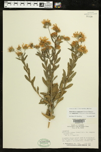 Heterotheca camporum var. camporum image