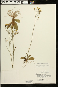 Hieracium gronovii image