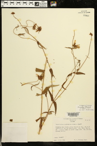 Jamesianthus alabamensis image
