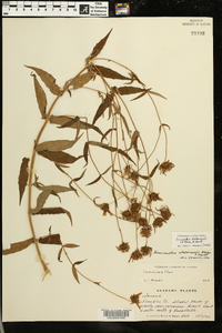 Jamesianthus alabamensis image