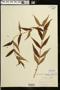 Jamesianthus alabamensis image