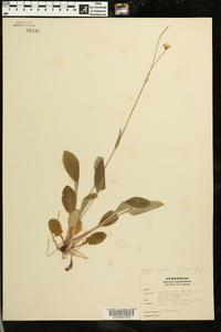 Krigia biflora image