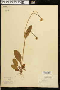 Krigia biflora image