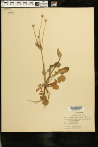 Krigia biflora image