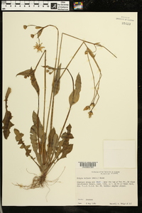 Krigia biflora image