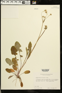 Krigia biflora image