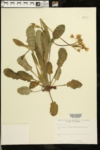 Krigia biflora image