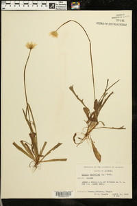 Krigia dandelion image